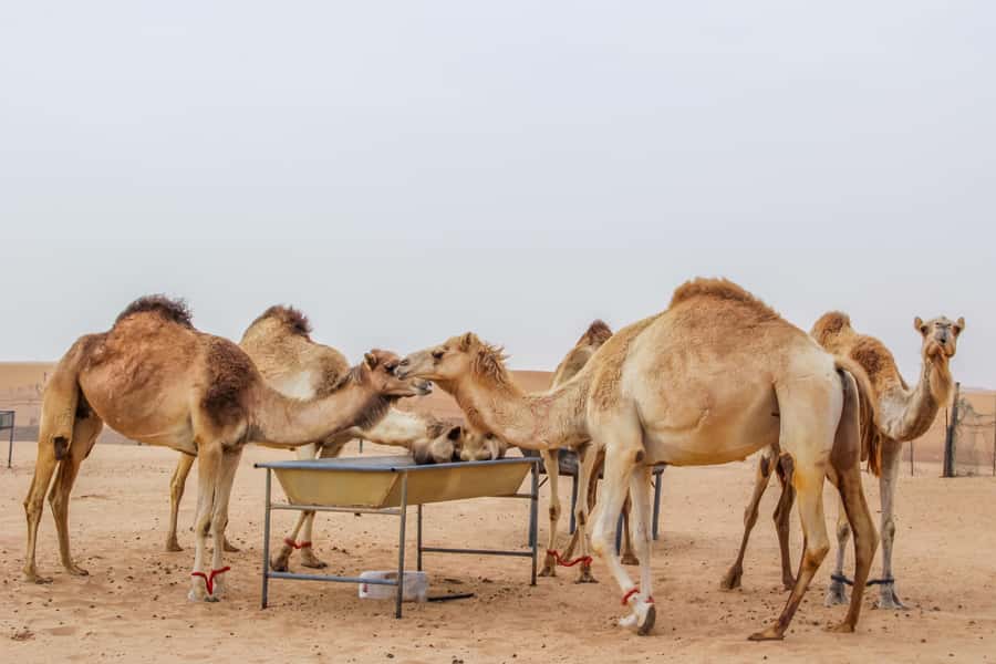 Dubai Desert Safari, Quad Biking, Camel Ride, & Sandboarding - Desert Camp Welcome: Gahwa, Dates, Henna, and Shisha