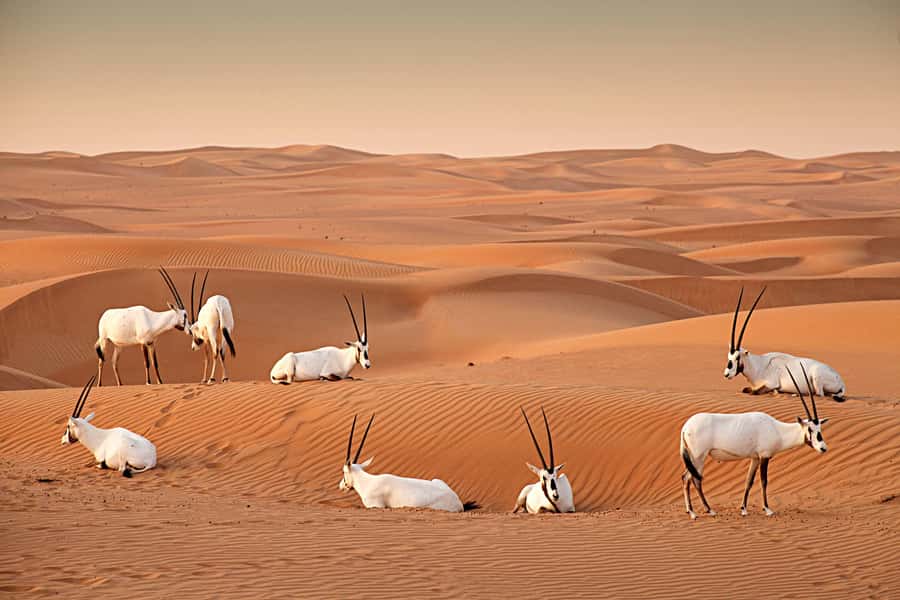 Dubai: Hot Air Balloon with Camel, ATV, & Horse Ride Options - Landing at Camp: Breakfast, Dessert, and the Desert Calm After the Flight