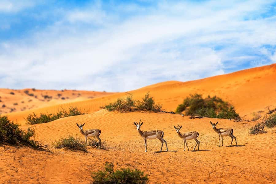 Dubai: Hot Air Balloon with Camel, ATV, & Horse Ride Options - Value Check: What You Get for Around $272 and How to Pick the Right Package