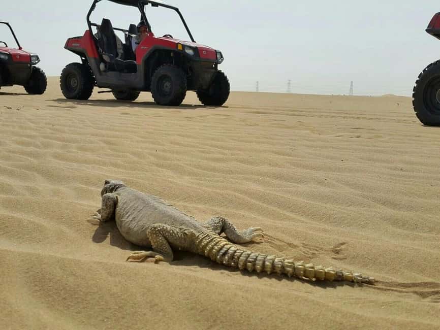 Dubai: Self-Drive Dune Buggy Safari with Pickup and Drop-Off - The 800cc sand buggy setup: what makes this desert ride feel different