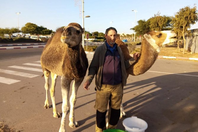 Essaouira Activities: Discover Essaouira by Quad - Argan forests and walking breaks: why the land matters, not just the views