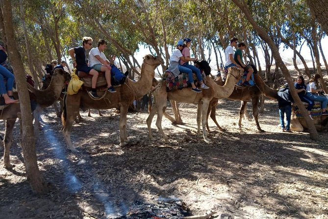 Essaouira Activities: Discover Essaouira by Quad - Languages, guides, and private-group comfort
