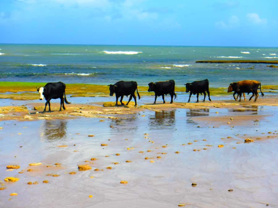 Essaouria: Beach & Big Dunes 2-Hour Quad Biking Tour - Quad Bikes on the Atlantic Front: The Big Picture