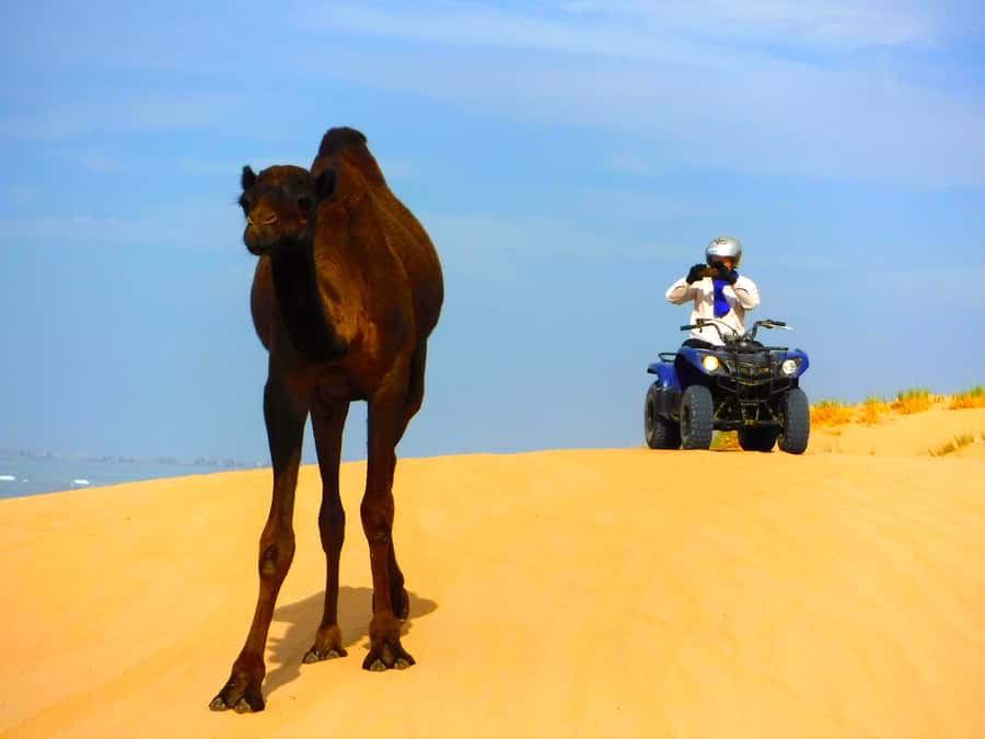 Essaouria: Beach & Big Dunes 2-Hour Quad Biking Tour - Beach Cruising and Big Dune Driving at Cap Sim