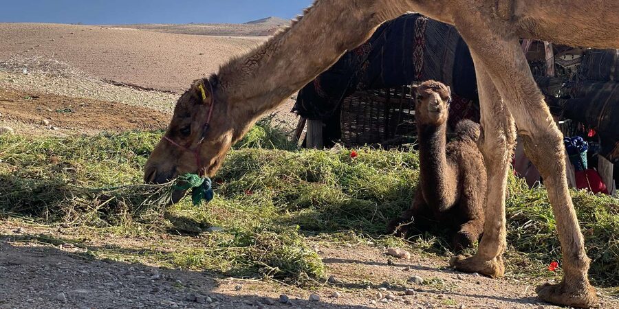 Evening Marrakech: Agafay Desert Quad , Camel & Dinner Shows - Camel Ride After the Quad: Calm Views, Real-World Tips