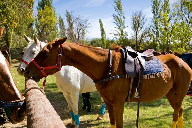 Extreme Horses Adventure with ATV, Ziplines & Cenote - Tequila Tasting, Tacos, and the End-Stop Vibe