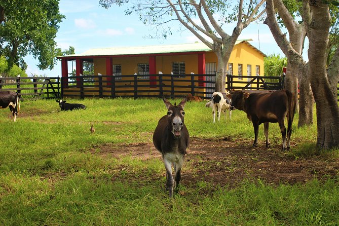 Flintstones Buggy Adventure from Punta Cana - Price and logistics: why $65 feels like good value here