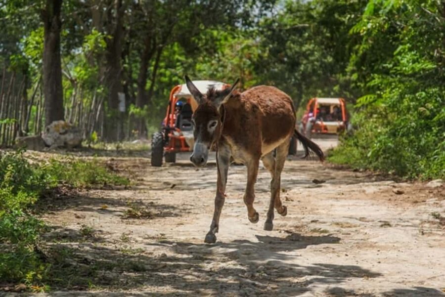 Flintstones Buggy, Cave and Adventure in Bavaro - Campo coffee break: local daily life, not just a quick taste