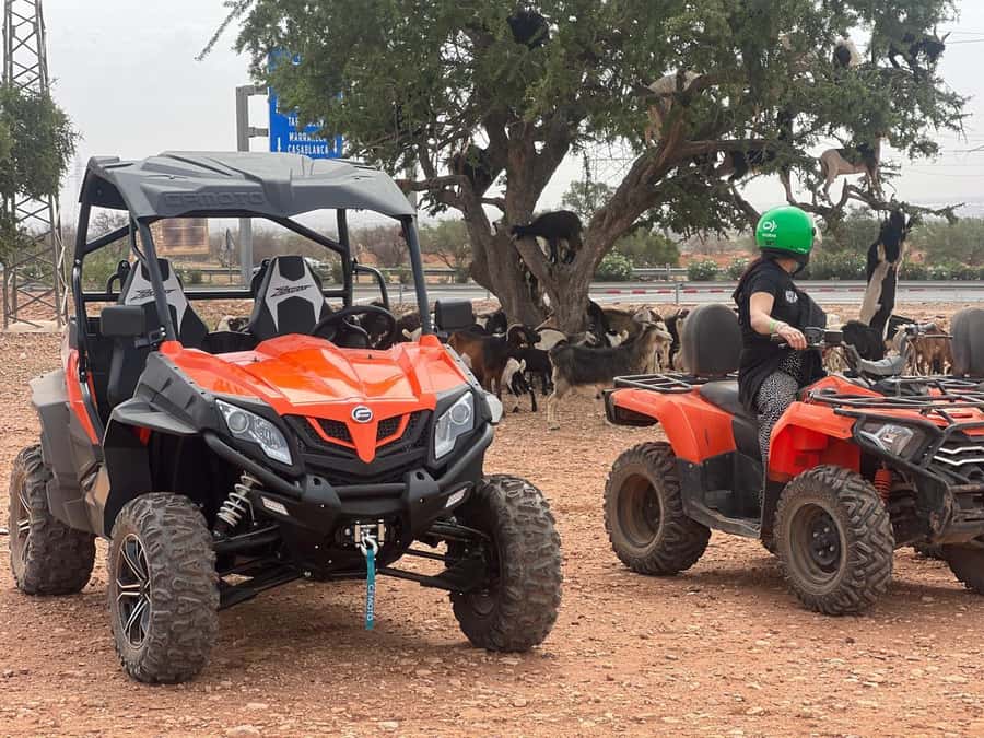 From Agadir/Taghazout: Buggy Safari Adventure & Moroccan Tea - Tea, Shade, and Real Local Rhythm