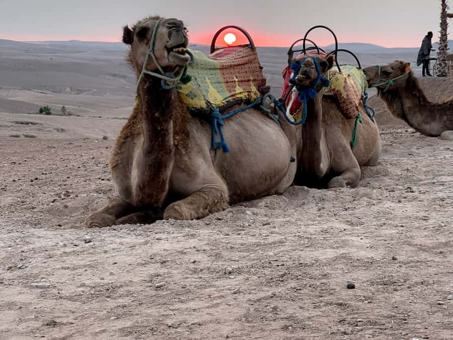 From Marrakech: Agafay Desert Sunset, Quad Biking, & Dinner - Value check: does $45 feel fair for 6 hours?