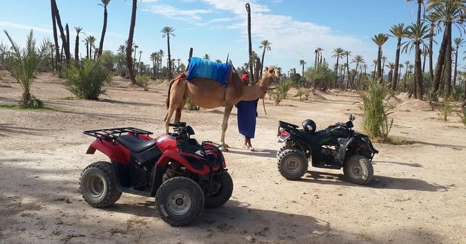From Marrakech: Palm Grove Quad Bike and Camel Ride Tour - Key Points Before You Go