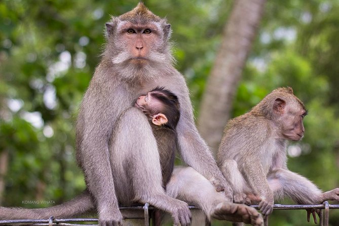 Gorilla Cave ATV Bali Ubud, Monkey Forest, Temple, and Lunch - Lunch break: how the buffet helps you recover (and enjoy the rest)