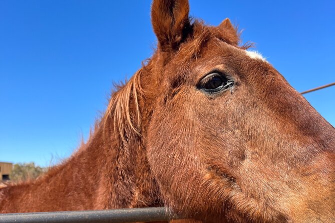 Grand Canyon ATV Tour + Horseback Riding Tour - Horseback Riding Portion: How to Make It Work for You