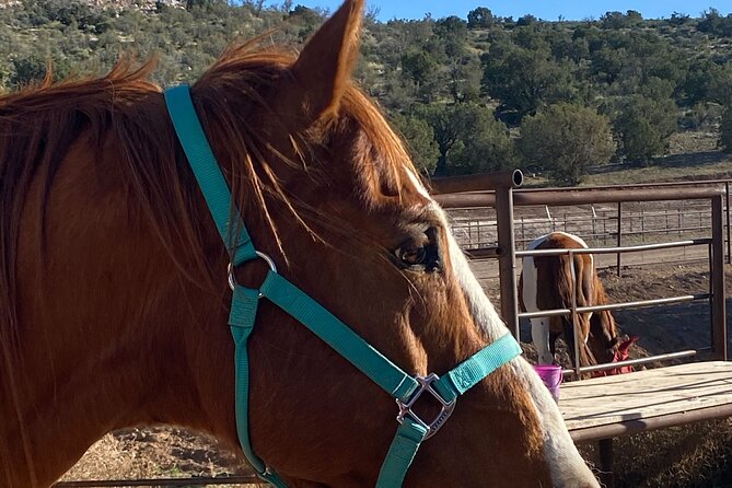 Grand Canyon ATV Tour + Horseback Riding Tour - Safety and Helmets: The Rule That Can Affect Participation