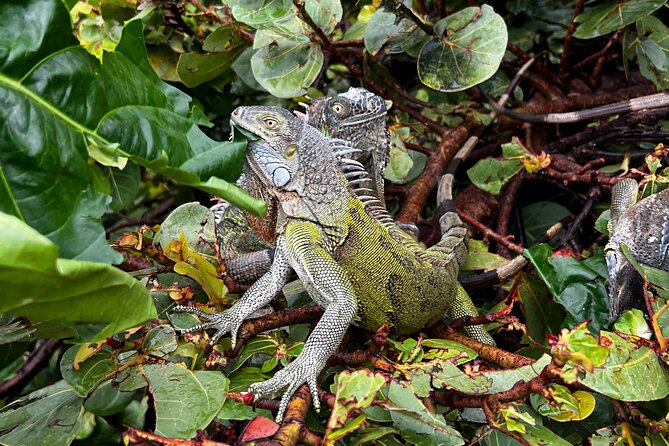 Guided ATV/QUAD Tour of Sint Maarten/St. Martin - Timing and Pace: How 3 1/2 to 4 Hours Usually Feels