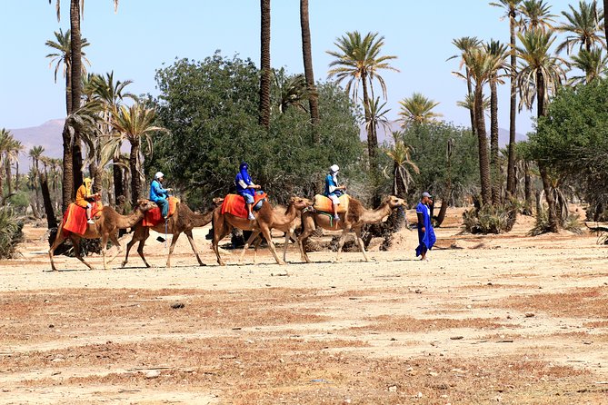Half-Day Palm grove desert Quad & Camel Tour - Rock desert quad biking: speed, dust, and control