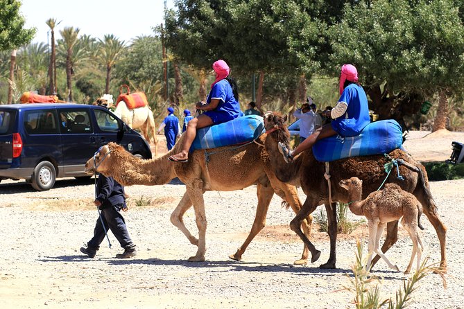 Half-Day Palm grove desert Quad & Camel Tour - Group size and guide attention: how it changes your day
