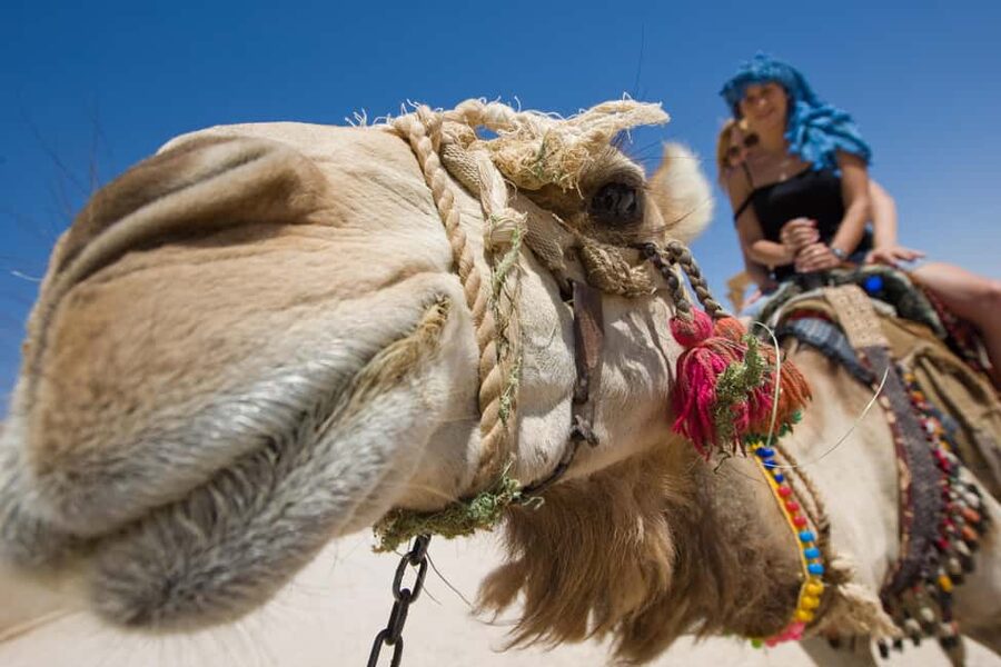 Hurghada: ATV Quad, Jeep and Buggy Safari with BBQ Dinner - Bedouin Camp Stop: Tea, Bread, and a Short Camel Ride
