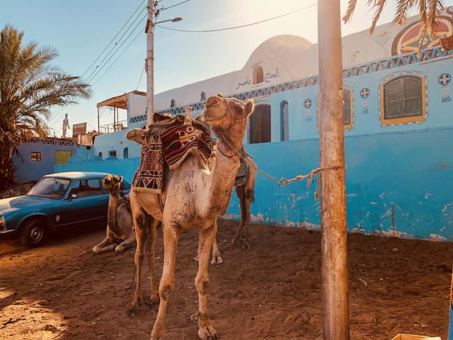 Hurghada: Morning Quad Bike Tour, Camel Ride and Transfer - Why this Hurghada quad biking day feels different from a beach tour