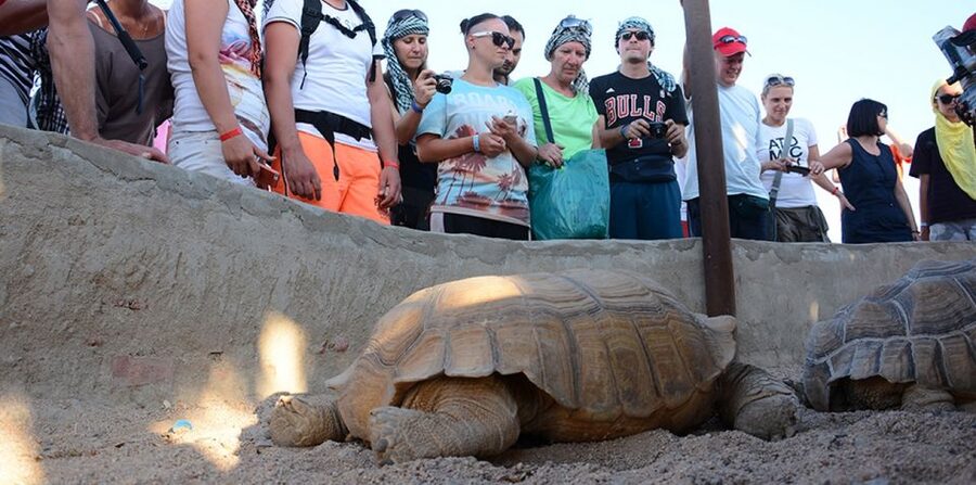 Hurghada: Quad Bike, Camel, Show, Dinner, & Stargazing Trip - Transfers and Meeting Points: How to Reduce Stress on Arrival