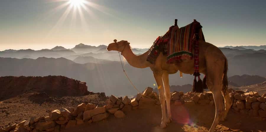 Hurghada: Quad Bike, Sea, Camel, Safari, Stargazing & Dinner - Camel ride at camp: short by default, flexible if you want more
