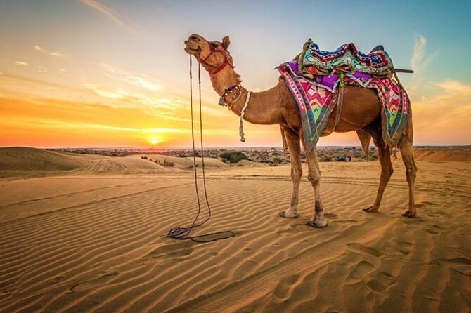Hurghada: Quad, Jeep, Camel and Buggy Safari with BBQ Dinner - Dune Buggy Thrills: short sand time, big energy