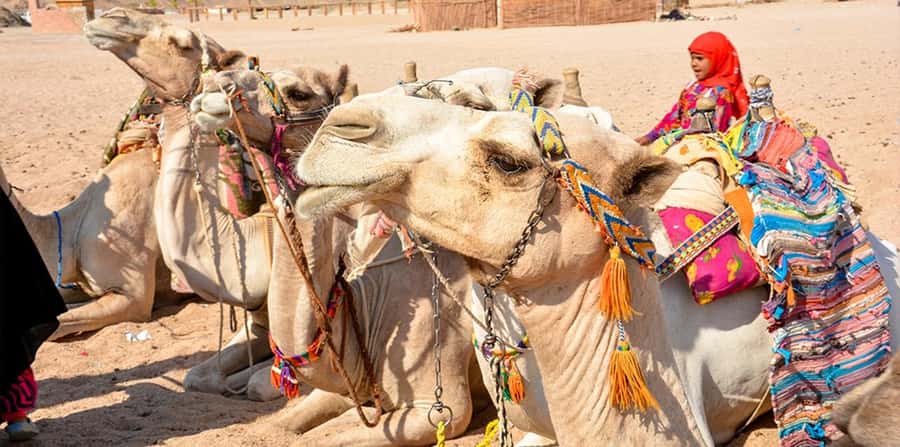 Hurghada: Safari Jeep, Buggy, Camel, Quad, Bedouin Dinner - Sahara Park Show and the Camp Program: Included Entertainment That Adds Context