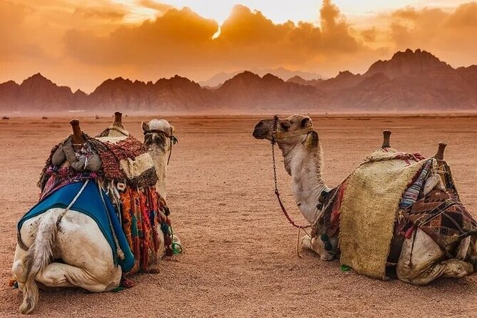 Hurghada Safari Trip Quad, Buggy, Jeep, Camel, Dinner, and Show - Bedouin Night Party and BBQ Dinner: The Evening That Makes It Worth Staying