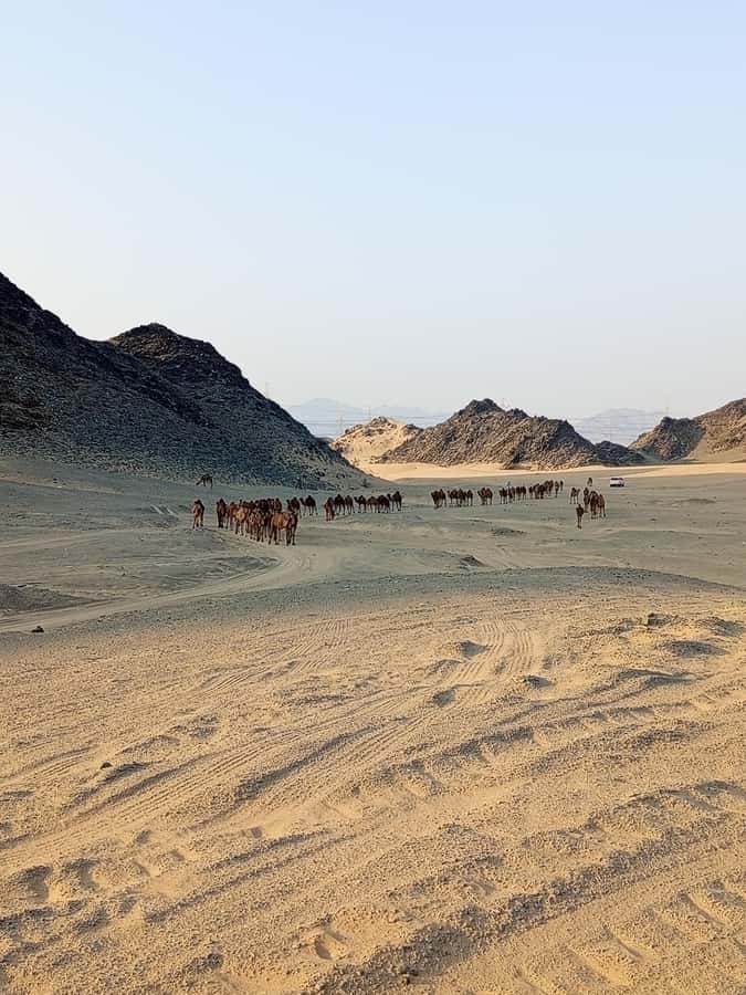 Jeddah Desert Safari: Quad Biking, Camel Farm & Sunset Views - Should You Book This Quad + Camel Farm Safari?