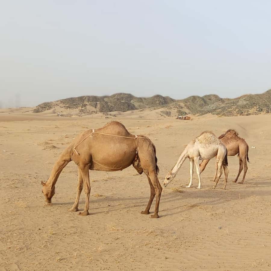 Jeddah Desert Safari: Quad Biking, Camel Farm & Sunset Views - Small Details That Make the Difference (Guide, Private Group, Photos)