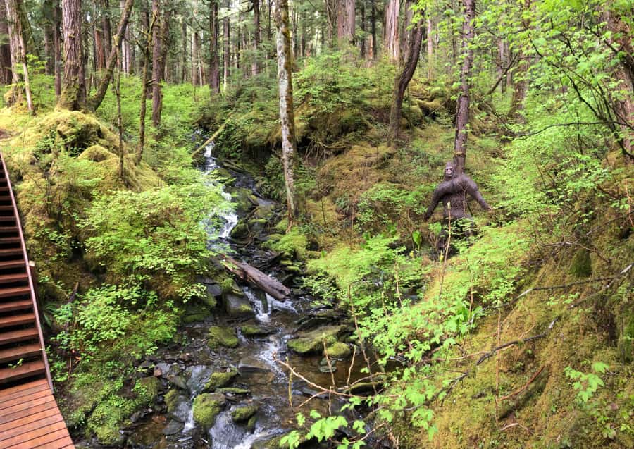 Ketchikan: Tongass Forest Alaska Bigfoot ATV Ride and Hike - Ketchikan to the Tongass: The Part Where You Switch Gears