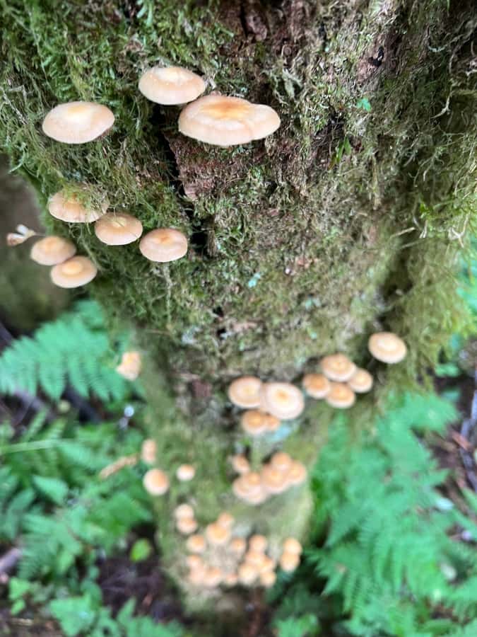 Ketchikan: Tongass Forest Alaska Bigfoot ATV Ride and Hike - Price and Value: Is $149 Reasonable for Ketchikan Bigfoot Time?