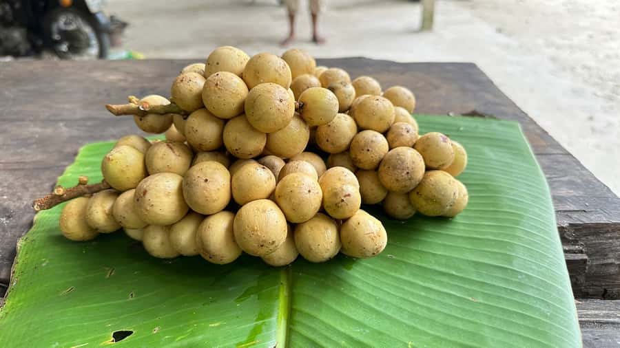 Khao Lak Wild ATV Quad Bike & Gentle Giants Experience - Seasonal fruit picking: the small local add-on