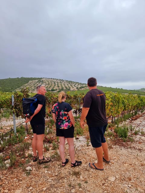 Korcula: Buggy Safari with Local Food and Wine Tasting - When this tour is your best fit