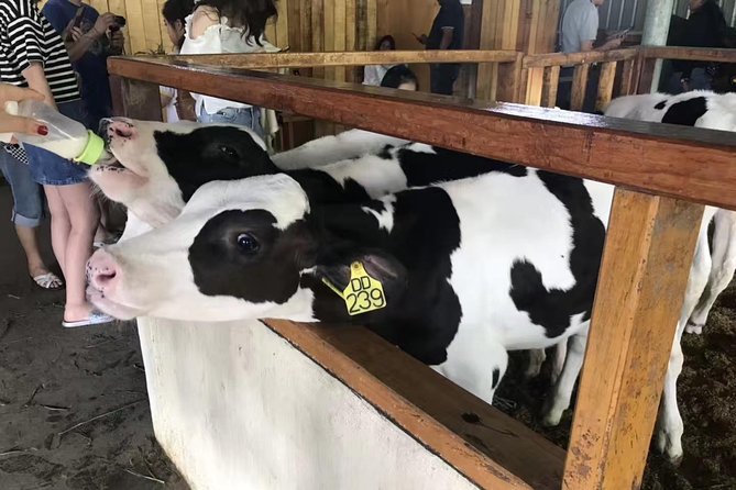 Kota Kinabalu ATV Riding and Dairy Farm at Mountain Kinabalu - Price and what you’re really paying for (USD $134)