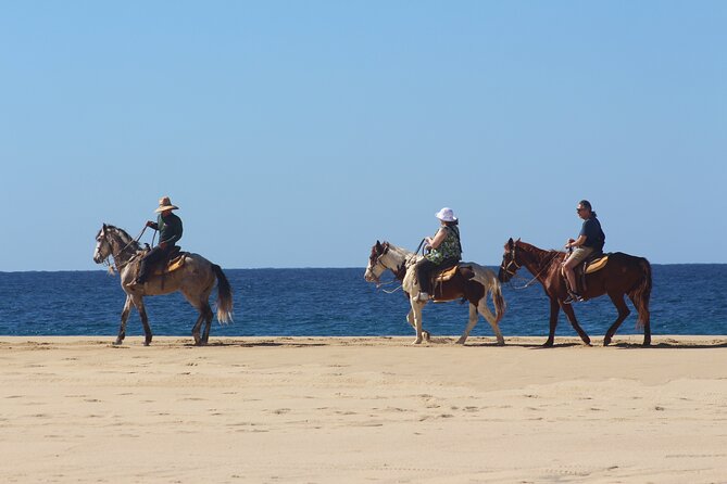 Los Cabos ATV and Pacific Horseback Riding Combo Tour - Seasonal bonus: whale season January through March