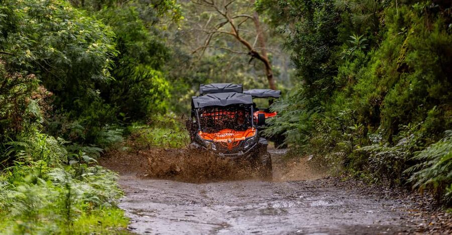 Madeira: Off-Road Buggy Adventure Through Laurissilva Forest - What you’re really driving through in Laurissilva Forest