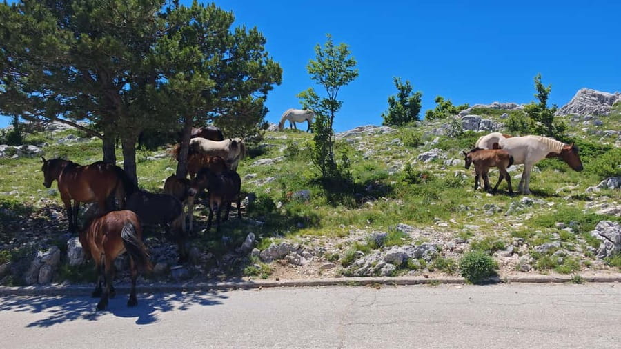 Makarska: Buggy Skywalk and Biokovo Tour - Price and Value Check: Why $81 Can Feel Like a Deal