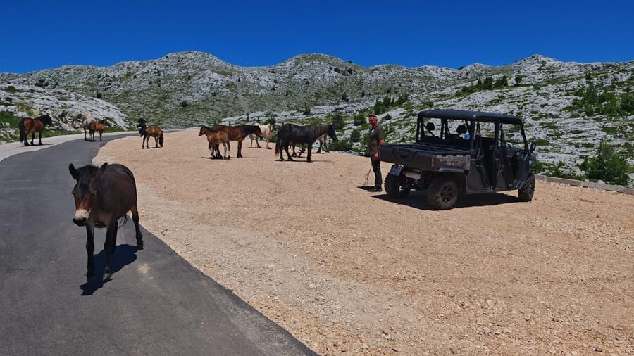 Makarska: Buggy Skywalk and Biokovo Tour - The Food and Wine Part: Domestic Plate, Aperitiv, and a Real Picnic