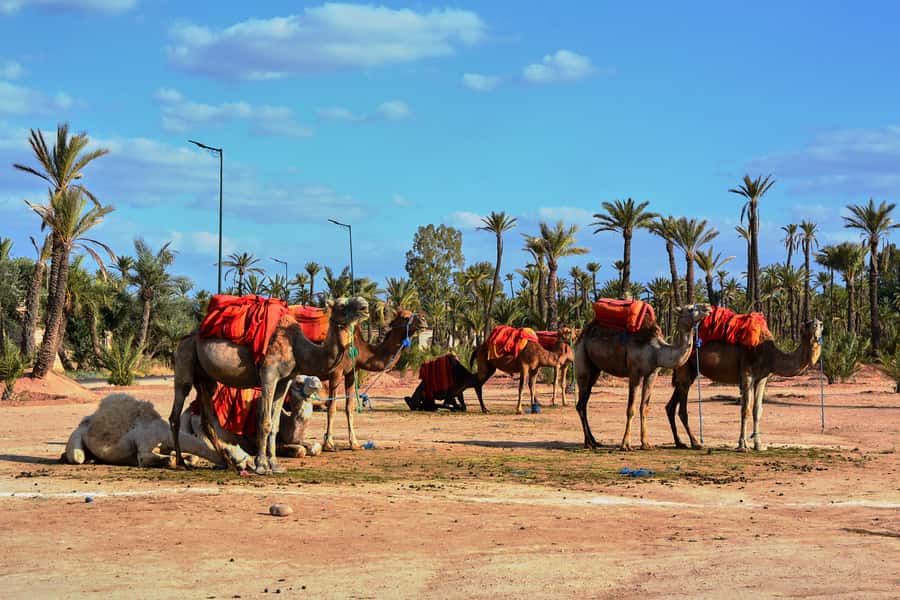 Marrakech: 2-Hour Quad Bike & Camel Ride in Palmeraie - Traditional clothing and tea: the small stops that make the day feel finished