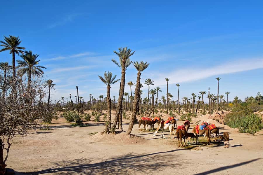 Marrakech: 2-Hour Quad Bike & Camel Ride in Palmeraie - The biggest pros (and the one thing to watch)