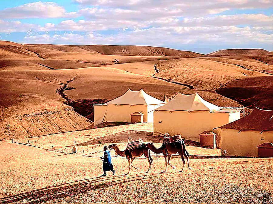 Marrakech Adventure: Agafay Desert Quad, Camel, Lunch - Swimming pool reset: comfort after desert heat