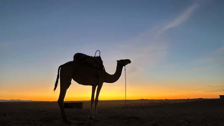 Marrakech: Agafay Desert: Camel ride Quad Bike, Dinner show - Who Should Book This Agafay Desert Camel Ride and Dinner Show?