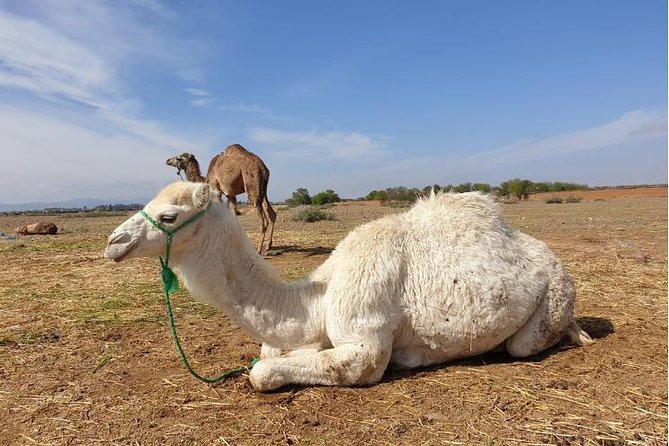 Marrakech: Agafay Desert Dinner, Camel Ride & Quad Biking. - Dinner under the stars: tagine, music, dance, and a fire finish