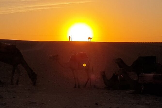 Marrakech: Agafay Desert Tour with Quad, Camel Ride & Dinner - Who This Tour Fits Best in Your Marrakech Plan