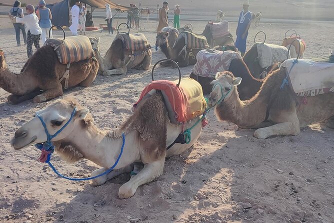 Marrakech: Agafay Desert Tour with Quad, Camel Ride & Dinner - Price and Value: What $32.96 Really Buys
