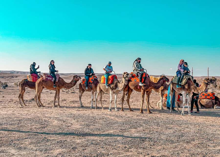 Marrakech: Agafay Dinner Show, Camel Ride, Quad, or Buggy - Should You Book the Agafay Dinner Show With Camel Ride and Quad or Buggy?