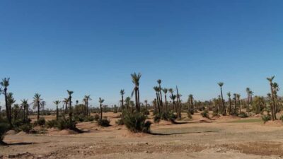 Marrakech: Buggy Experience at Palmeraie with Hotel Pickup - Hotel pickup to a comfort-first start in an air-conditioned car