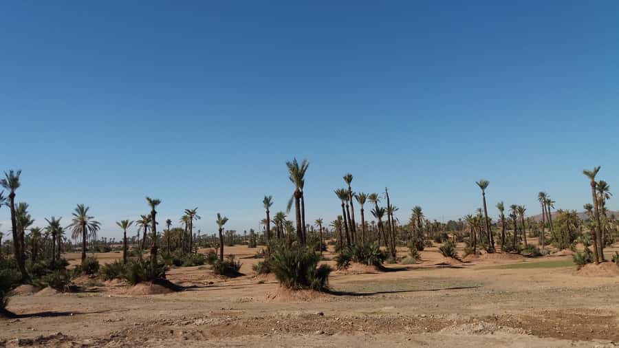 Marrakech: Buggy Experience at Palmeraie with Hotel Pickup - Hotel pickup to a comfort-first start in an air-conditioned car