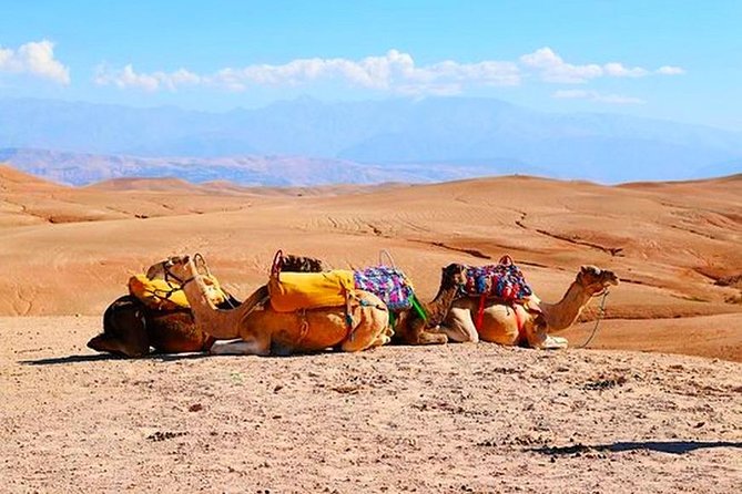 Marrakech Desert Quad and Camel ride, Lunch, and Poolside - Who Should Book This Marrakech Quad and Camel Tour